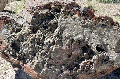 Petrified wood at Petrified Forest Giant Logs Trail